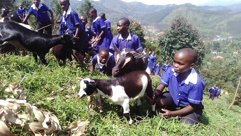 Mountain Gorilla Trekking