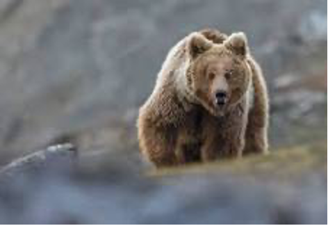 Himalayan Brown Bear