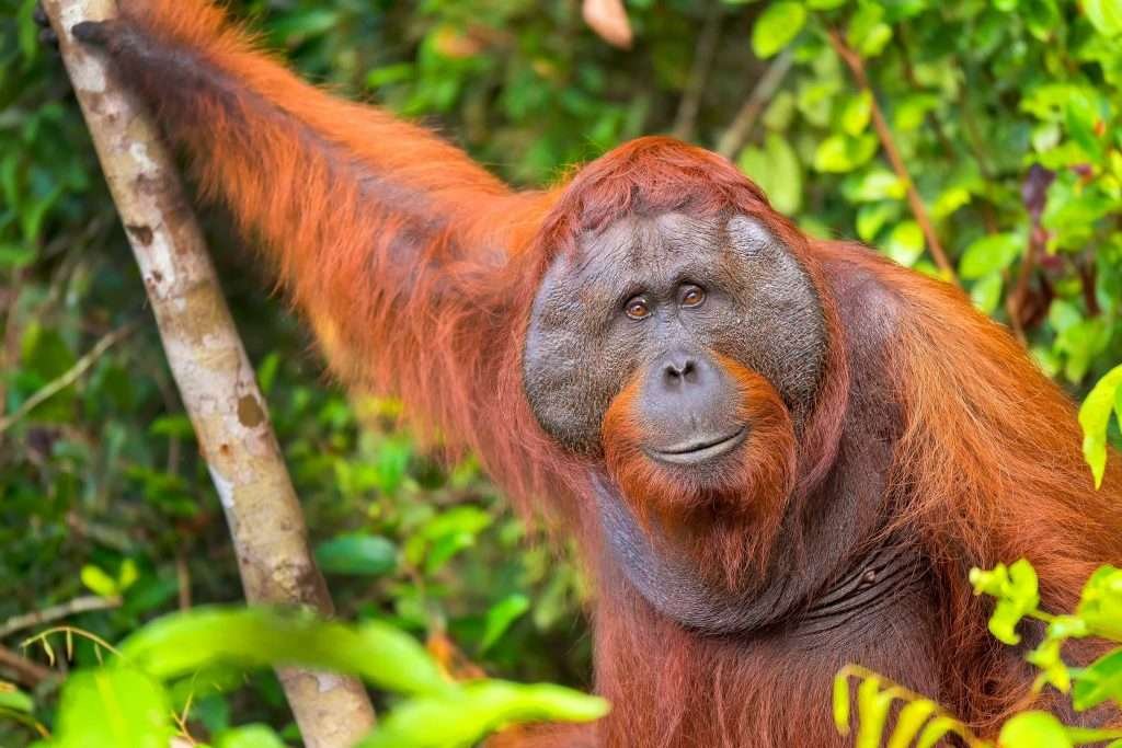 Orangutan Borneo